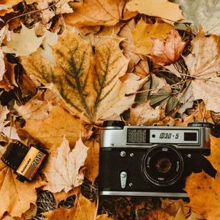 Vintage nature autumn wallpaper
