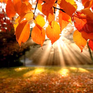 Vintage nature autumn wallpaper