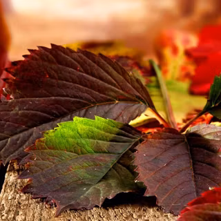 Vintage nature autumn wallpaper