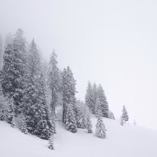 Foggy winter forest dark wallpaper