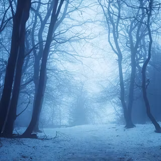 Foggy winter forest dark wallpaper