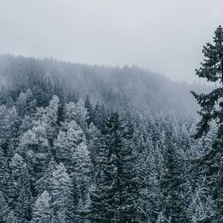 Foggy winter forest dark wallpaper