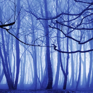 Foggy winter forest dark wallpaper