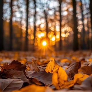 Vintage nature autumn wallpaper