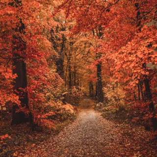 Vintage nature autumn wallpaper