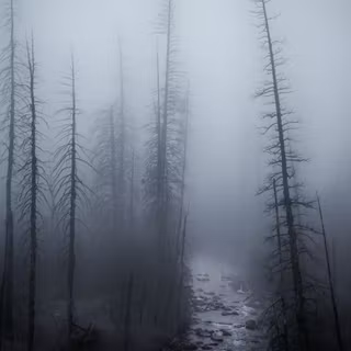 Foggy winter forest dark wallpaper