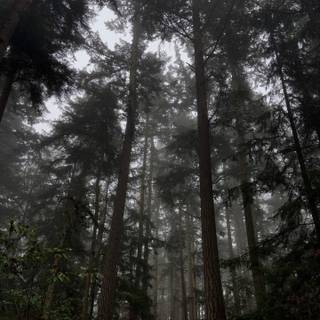 Foggy winter forest dark wallpaper