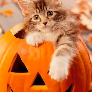 Preppy Halloween cat wallpaper
