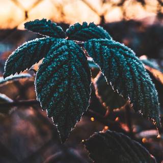 Plant biology wallpaper