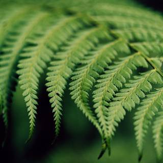 Plant biology wallpaper