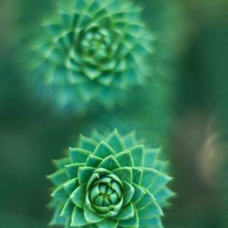 Plant biology wallpaper