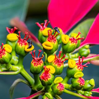 Plant biology wallpaper