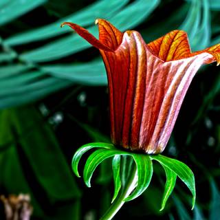 Plant biology wallpaper