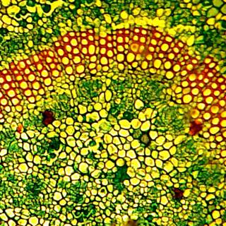 Plant biology wallpaper