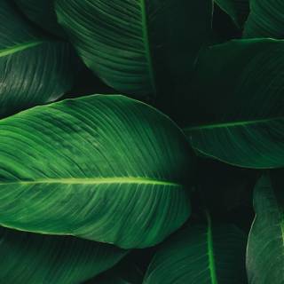 Plant biology wallpaper