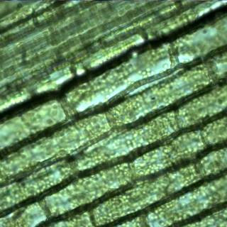 Plant biology wallpaper