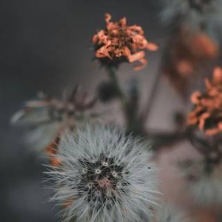 Plant biology wallpaper