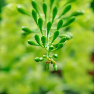 Plant biology wallpaper