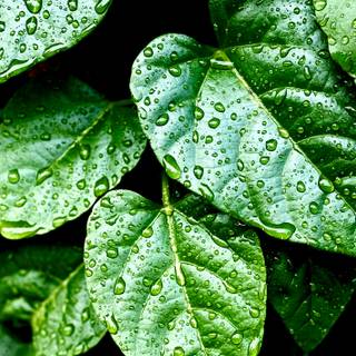 Plant biology wallpaper