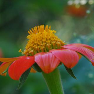 Plant biology wallpaper