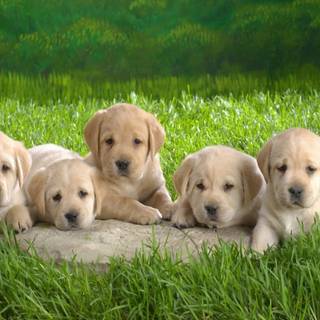 Puppy PC wallpaper