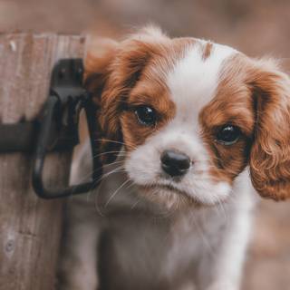 Puppy PC wallpaper