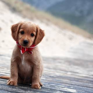 Puppy PC wallpaper