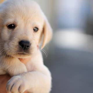Puppy PC wallpaper