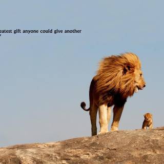 Lion father and son quotes wallpaper