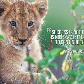 Lion father and son quotes wallpaper