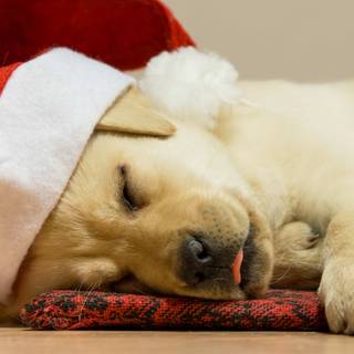 Tiny Christmas puppies wallpaper
