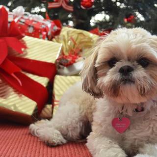 Tiny Christmas puppies wallpaper