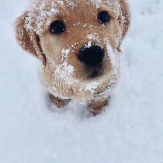 Tiny Christmas puppies wallpaper