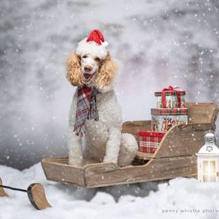 Tiny Christmas puppies wallpaper