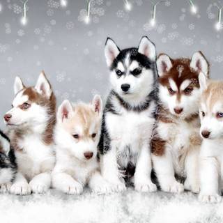 Tiny Christmas puppies wallpaper