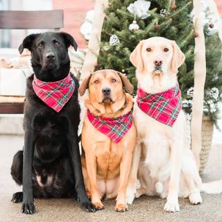 Tiny Christmas puppies wallpaper