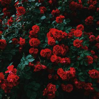 Aesthetic red rose desktop wallpaper