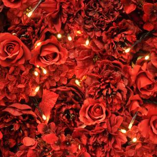 Aesthetic red rose desktop wallpaper