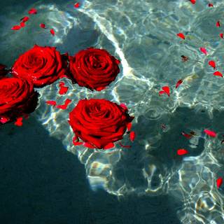 Aesthetic red rose desktop wallpaper