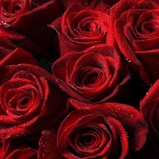 Aesthetic red rose desktop wallpaper