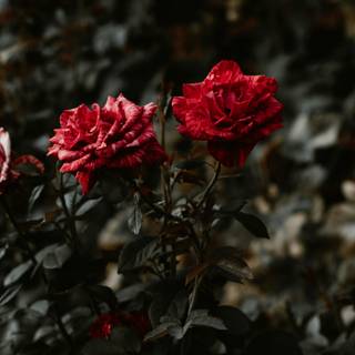 Aesthetic red rose desktop wallpaper