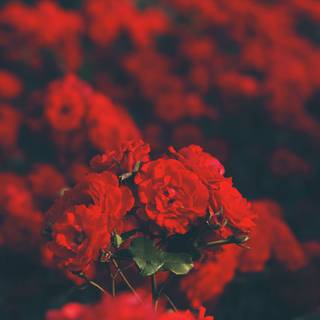 Aesthetic red rose desktop wallpaper