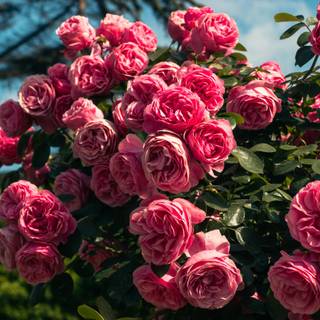 Aesthetic red rose desktop wallpaper