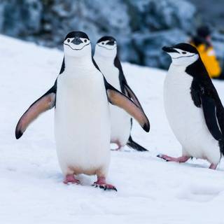 Snow penguin wallpaper