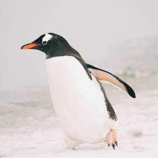 Snow penguin wallpaper