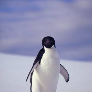 Snow penguin wallpaper
