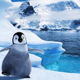 Snow penguin wallpaper