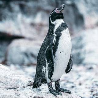 Snow penguin wallpaper