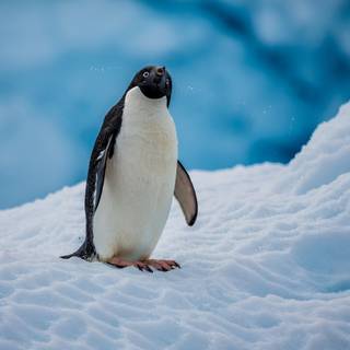 Snow penguin wallpaper