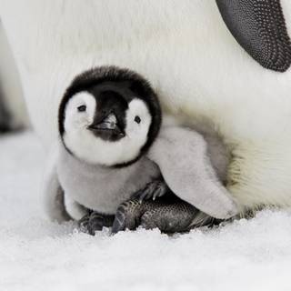 Snow penguin wallpaper